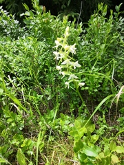 Platanthera bifolia
