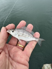 Steentje Seabream photo 4
