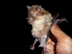 Phyllostomus discolor