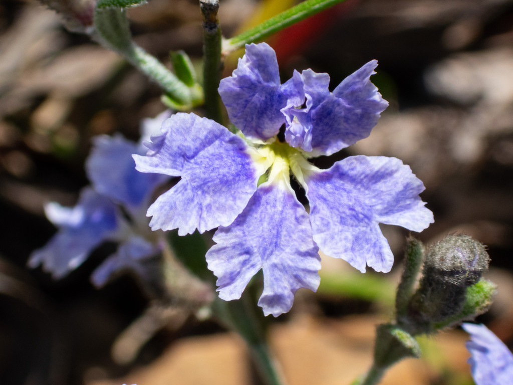 Dampiera lavandulacea