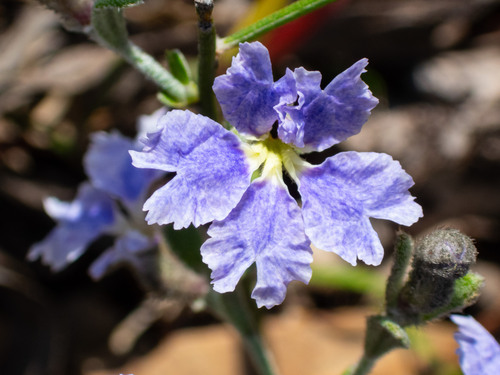 Dampiera lavandulacea Lindl.