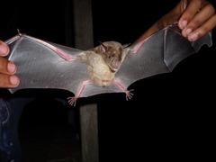 Phyllostomus discolor