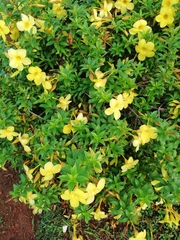 Allamanda