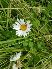 Leucanthemum vulgare