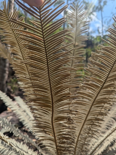 Cycad (Cycas calcicola)