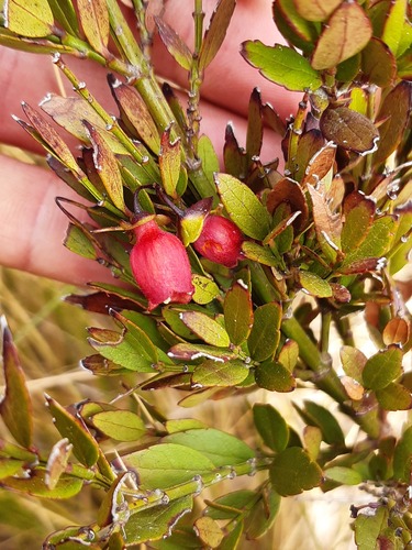 Madagascar Treefuchsia (Halleria ligustrifolia)