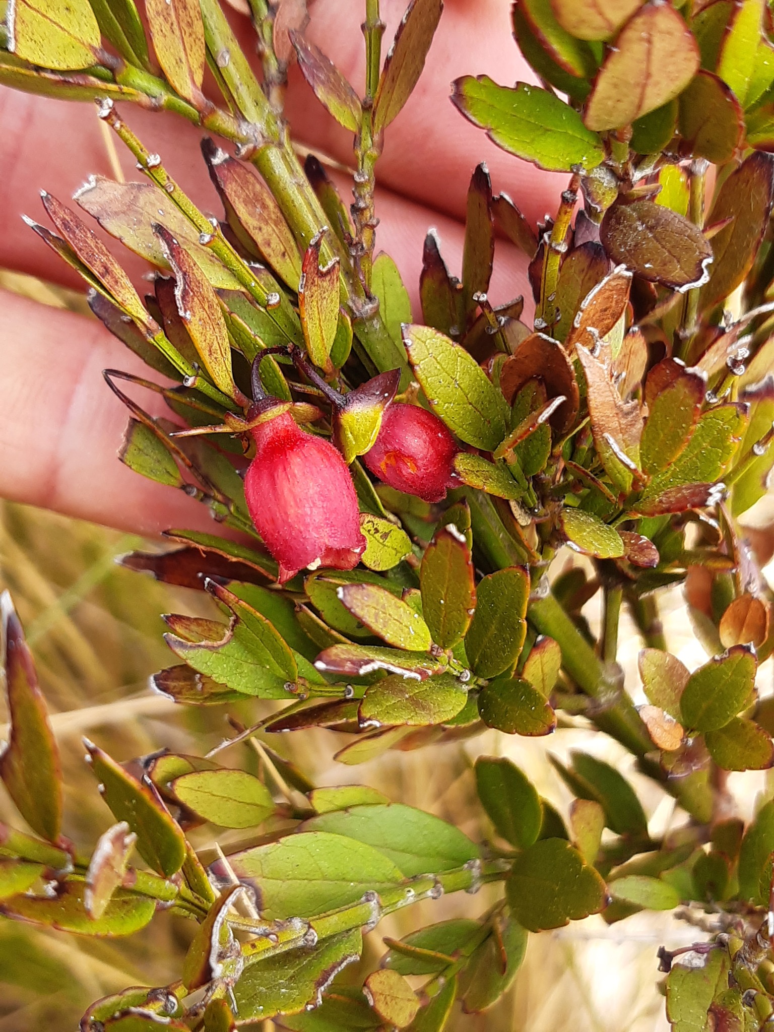 Madagascar Treefuchsia (Halleria ligustrifolia)