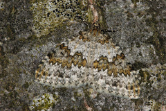 Entephria infidaria