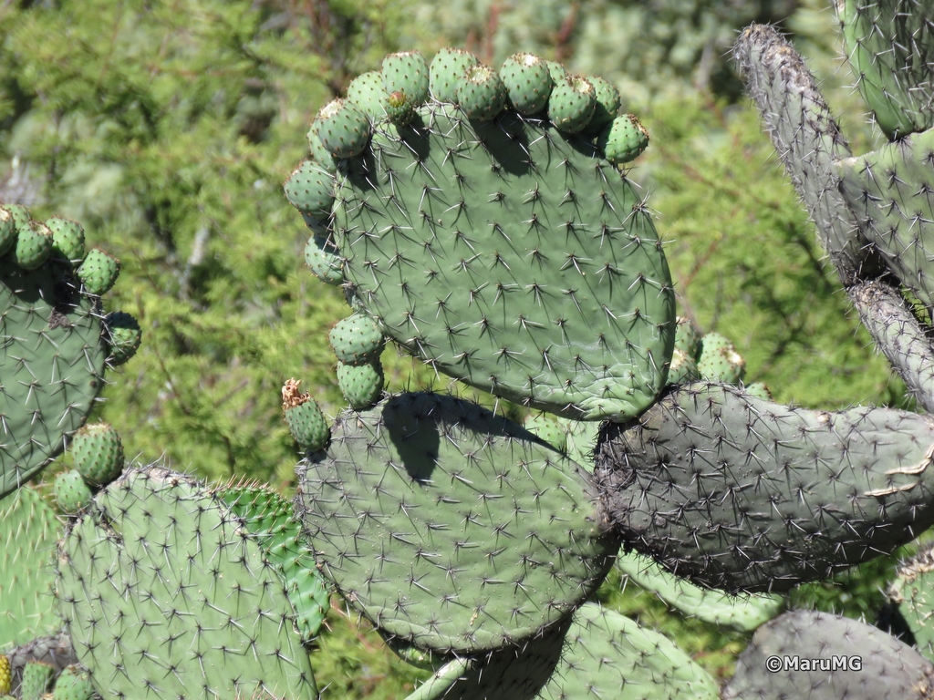 Opuntia streptacantha from La Tapona, Victoria, Gto., México on June 15 ...