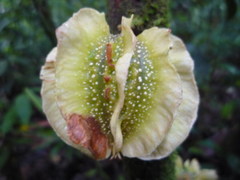 Carpotroche platyptera