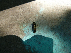 Buprestis rufipes