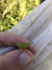 Conocephalus strictus