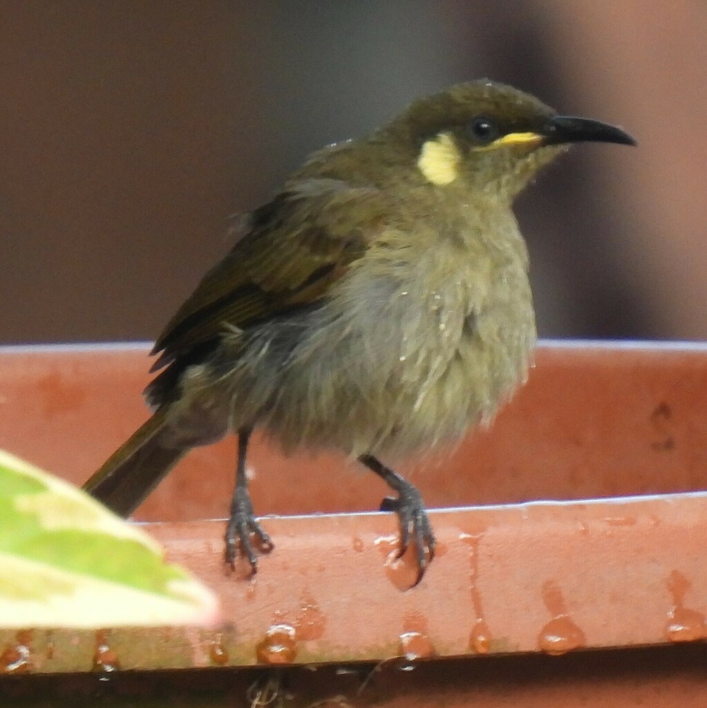 Meliphaga Honeyeaters from Bloomfield QLD, Australia on October 9, 2024 ...