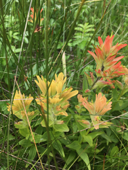 Castilleja miniata fulva