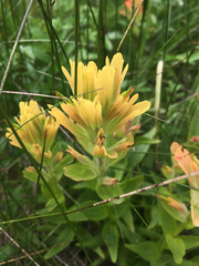 Castilleja miniata fulva