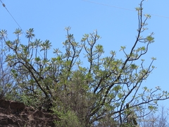 Pseudosmodingium virletii