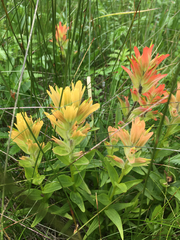 Castilleja miniata fulva