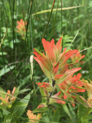 Castilleja miniata fulva