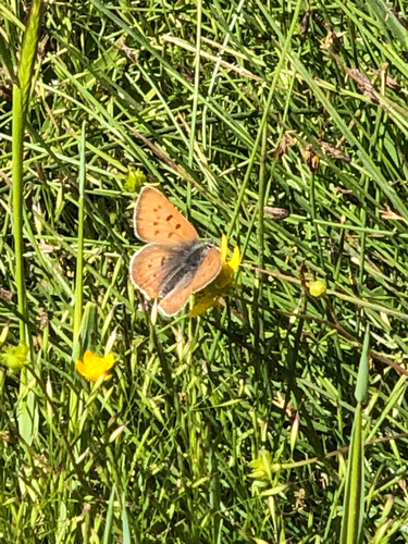 iNaturalist observation photo of Lycaena butterflies