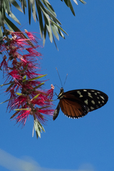 Heliconius hecale zuleika