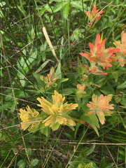 Castilleja miniata fulva