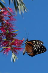 Heliconius hecale zuleika