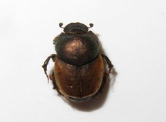 Onthophagus similis