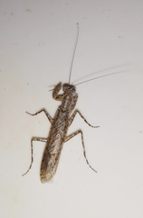Mantodea