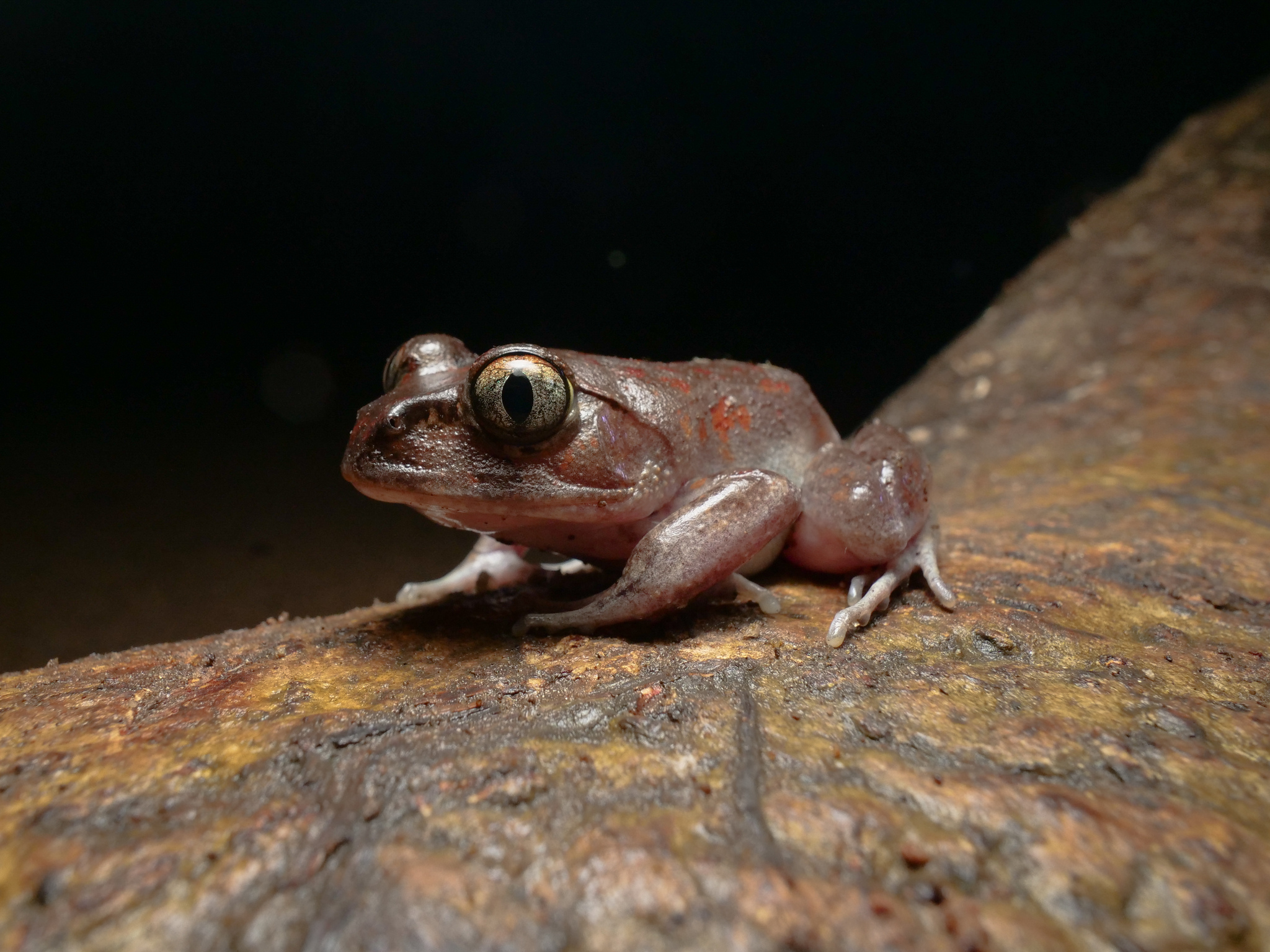 Astylosternus laticephalus Rödel, Hillers, Leaché, Kouamé, Ofori-Boateng, Diaz & Sandberger, 2012