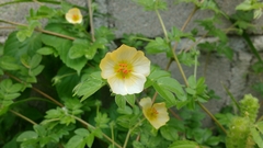 Kallstroemia rosei