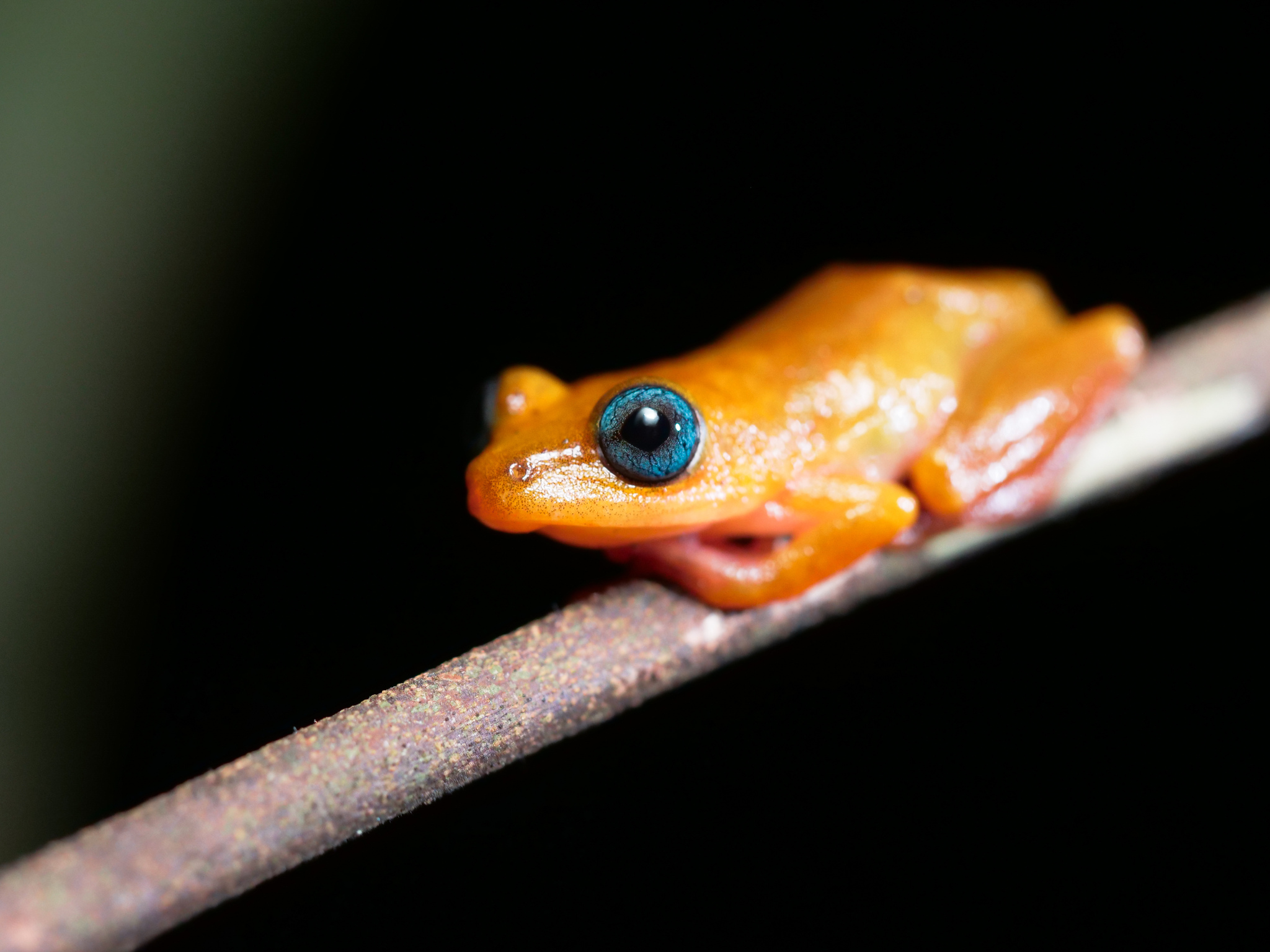Morere's Blue-Eyed Frog photo 3