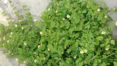 Kallstroemia rosei