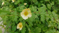 Kallstroemia rosei