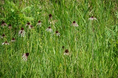 Echinacea pallida