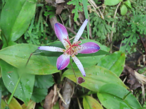 Tricyrtis lasiocarpa, photograph 5