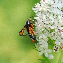 Pyropteron chrysidiforme