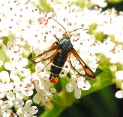 Pyropteron chrysidiforme