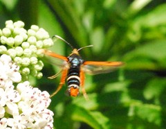 Pyropteron chrysidiforme