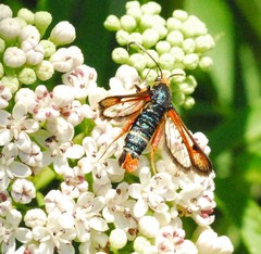 Pyropteron chrysidiforme