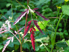Torilis arvensis purpurea