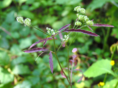Torilis arvensis purpurea