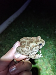 Sclerophrys mauritanica