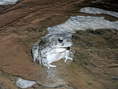 Sclerophrys mauritanica