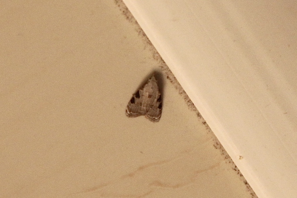 Nola melanoscelis