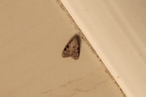 Nola melanoscelis