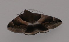 Poaphilini
