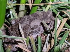 Sclerophrys mauritanica