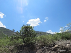 Pseudosmodingium virletii