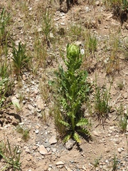 Cirsium scariosum