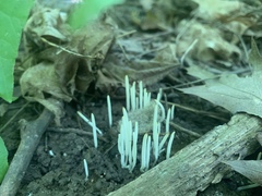 Clavaria fragilis vermicularis